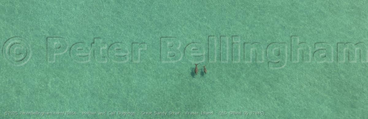 Peter Bellingham Photography Mother and Calf Dugongs - Great Sandy Strait - Fraser Island - QLD (PBH4 00 17845)